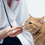 Heart Murmurs In Cats