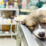 Pets in Pain